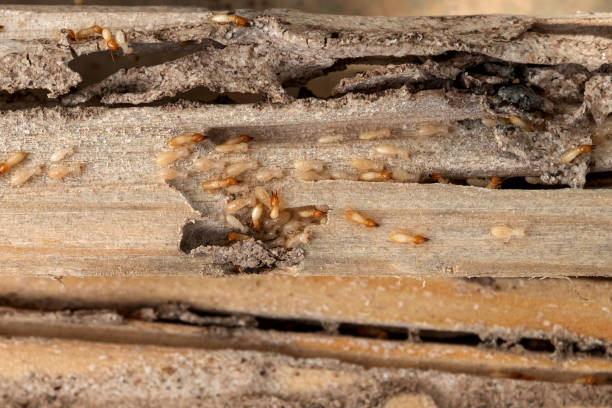 Best Pest Control Near Me  in Lexington, IL