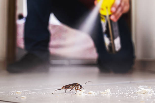 Best Spider Control Near Me  in Lexington, IL